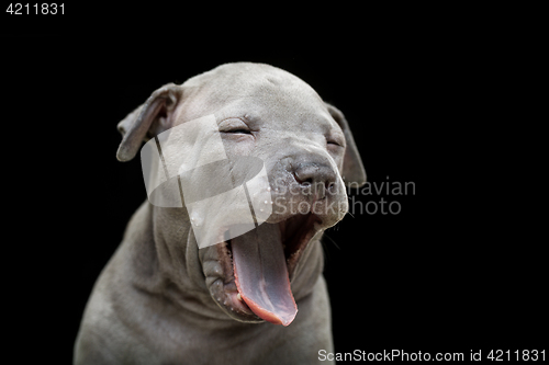 Image of Thai ridgeback puppy isolated on black