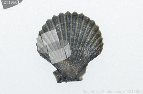 Image of Sea shell isolated on white