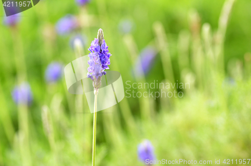 Image of Lavender flowers in nature