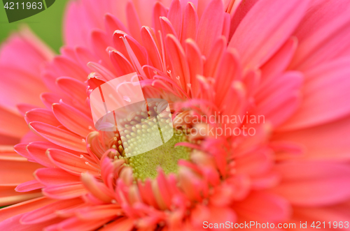 Image of Gerbera flower in a garden