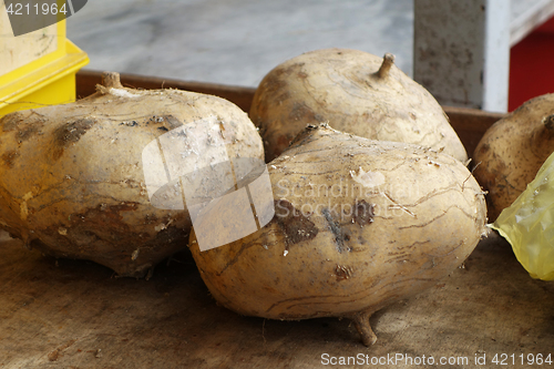 Image of Harvested jicama vegetables