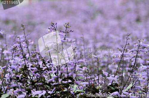 Image of Plectranthus Mona Lavender flowers