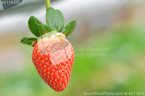 Image of Fresh strawberries that are grown in greenhouses