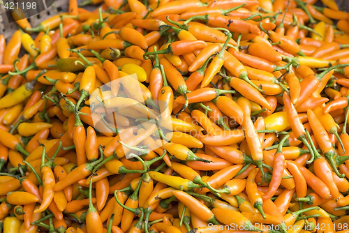 Image of Yellow hot chilipepper