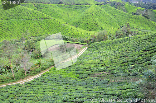 Image of Tea plantation located in Cameron Highlands