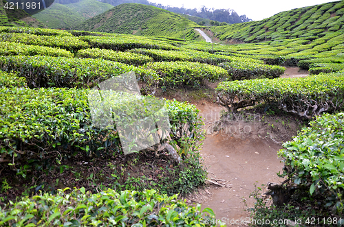 Image of Tea Plantation in the Cameron Highlands in Malaysia