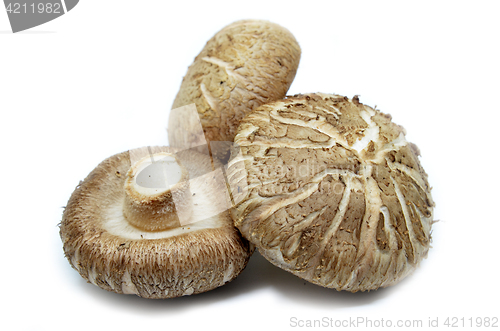 Image of Brown Shiitake mushrooms