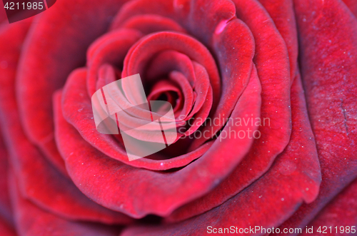 Image of Macro shot of a red rose