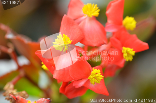 Image of Flowers begonia. Begonia is a flower of extraordinary beauty