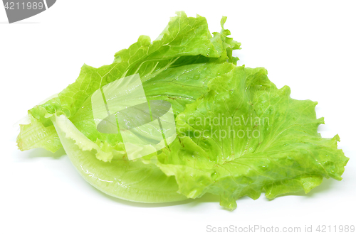 Image of Green Chinese lettuce 