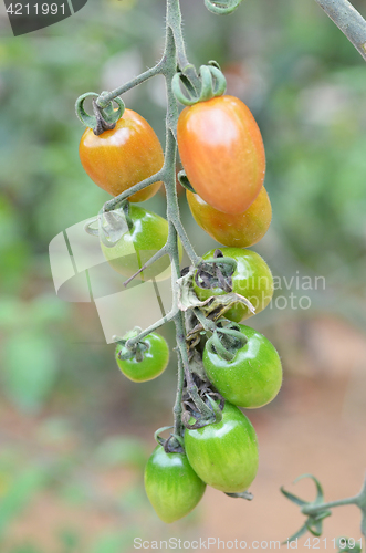 Image of Cherry tomatoes grow in the garden