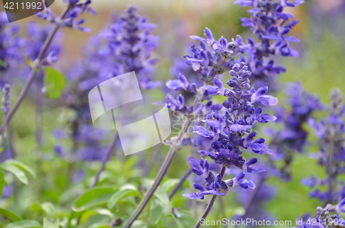 Image of Blooming blue bugleweeds Ajuga