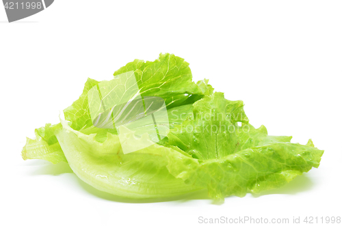 Image of Green Chinese lettuce