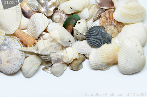 Image of Sea shells scraped together