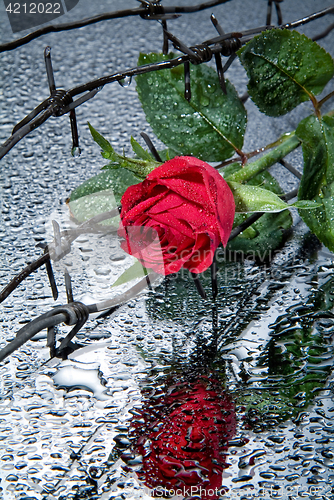 Image of Rose And Barbed Wire