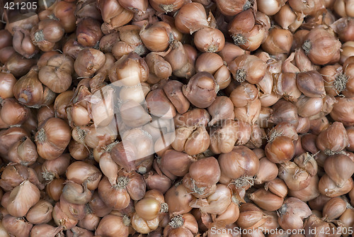 Image of Shallot background abstract