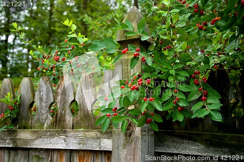 Image of Honeysuckle Berries On An Old Wooden Fence