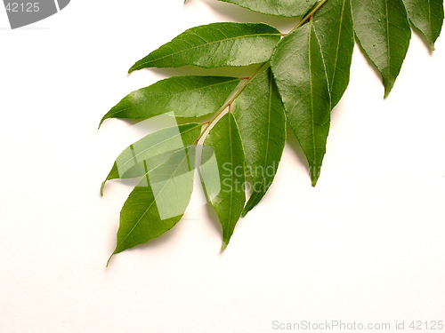 Image of Curry Leaves