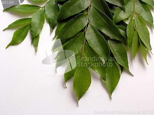 Image of Curry Leaves