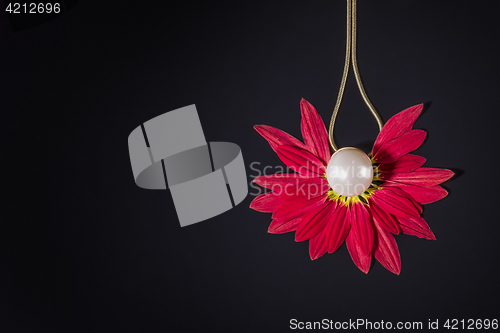 Image of White pearls necklace over red petals on black