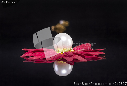 Image of White pearls necklace over red petals on black