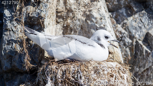 Image of Black-legged kittiwake