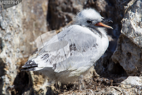 Image of Black-legged kittiwake