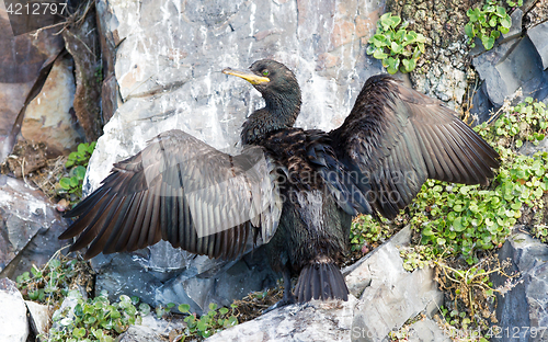 Image of European shag or common shag, Phalacrocorax aristotelis