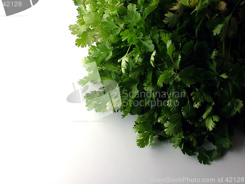 Image of Fresh Coriander