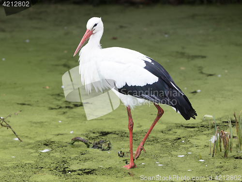 Image of Stork walking in a pond filled with duckweed