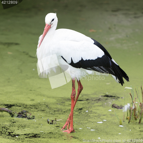 Image of Stork walking in a pond filled with duckweed