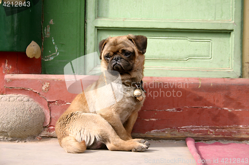 Image of dog in china