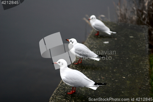 Image of bird seagull