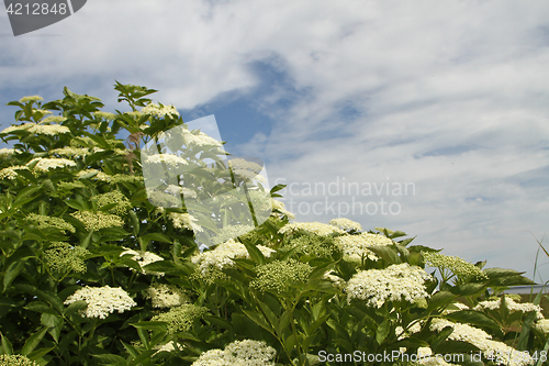 Image of Flowers in a Danish landscapes in the summer