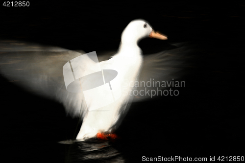 Image of duck 