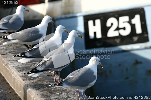 Image of bird seagull