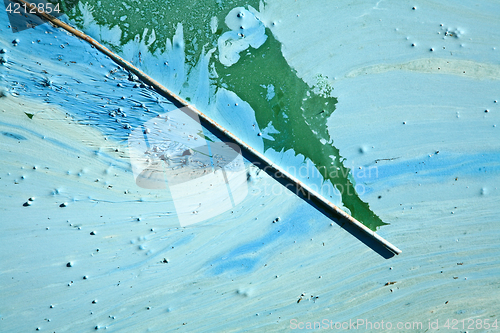 Image of Blue-green algae on a lake in denmark