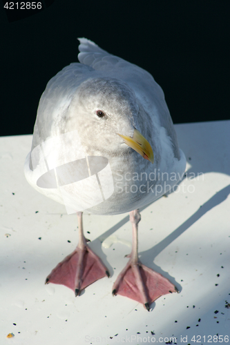 Image of bird seagull