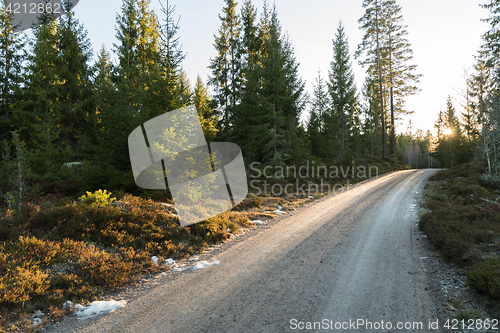 Image of Gravel road through the woods
