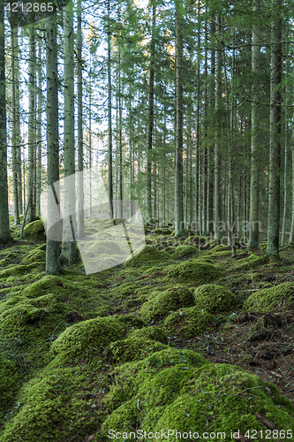 Image of Green forest environment