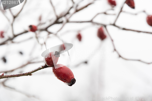 Image of Frosty rose hips closeup