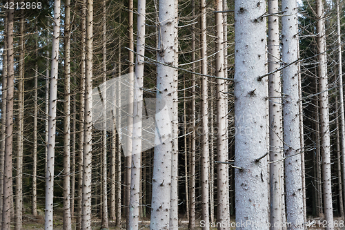 Image of Tree trunks all over