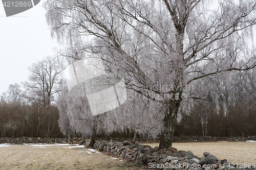 Image of Frosty rural landscape