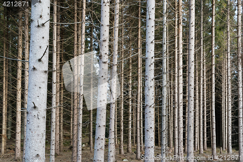 Image of Dense forest with tree trunks all over