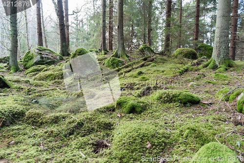 Image of Untouched old forest