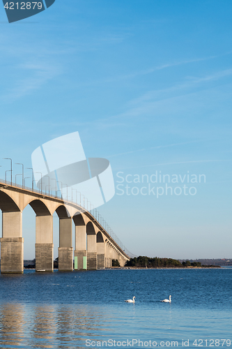 Image of Swimming swans by the bridge