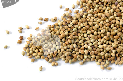 Image of Coriander Seeds