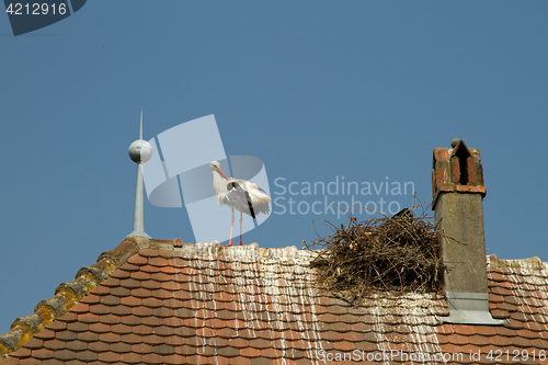 Image of Stork on a roof at the ecomusee in Alsace