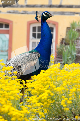 Image of Peacock at the ecomusee in Alsace