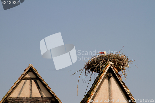 Image of Stork on a roof at the ecomusee in Alsace